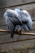 08-Falke