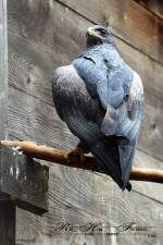 07-Falke