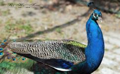 16-Pfau
