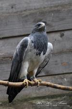 09-Falke