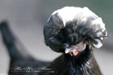17-Huhn