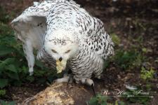 03-Uschi