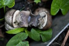 SchneckiSexLogo