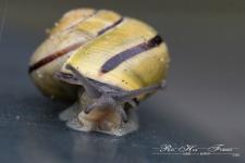 SchneckeGesichtLogo