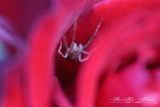 02-Spinne in Rosenblüte