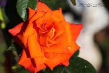 RoseOrangeLogoTropfen