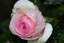 EdenRoseTropfenLogo