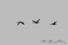 Flight in formation