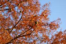 HerbstbaumLogo