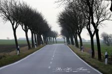 Windschiefe Allee auf Fehmarn